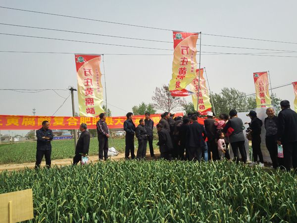 培肥养地夺高产 不妨试试黄腐酸 ——尊龙抖圈官网科技有限公司河南睢县大蒜观摩会